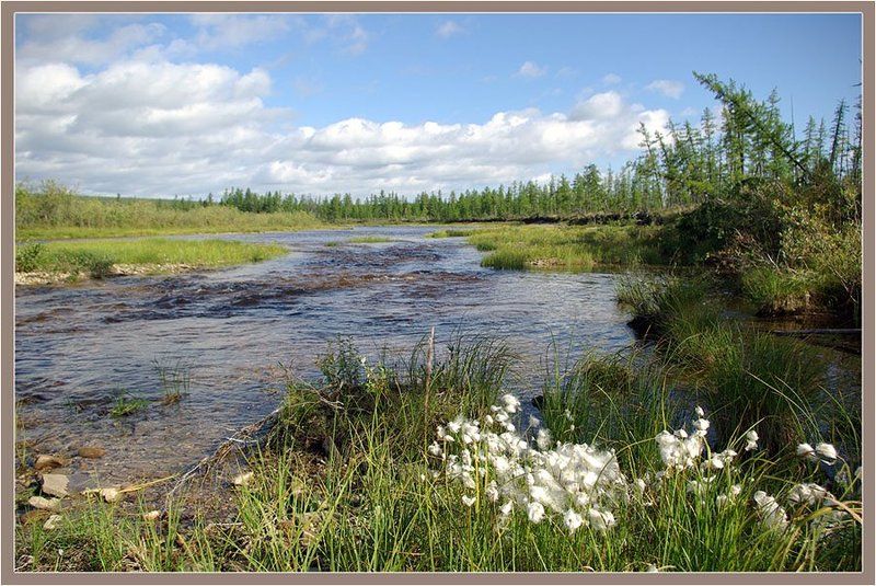ручей, тайга Летний пейзаж фото превью