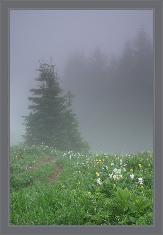 Туман с ароматом нарциссов фото превью
