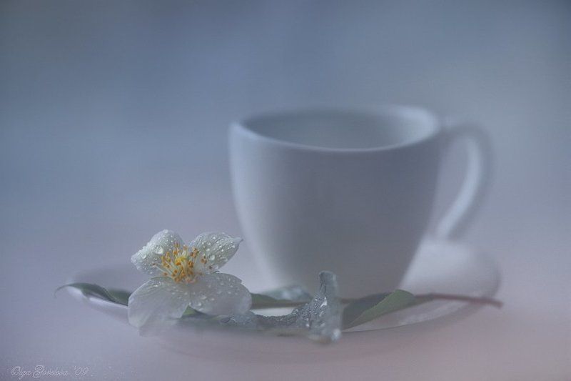 жасмин. фото, натюрморт веточка жасмина... фото превью