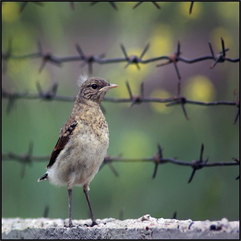 ОТСИЖУ ЗА ЧУЖИЕ ГРЕХИ.... фото превью