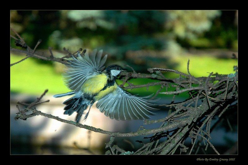 синица, птица От винта .... фото превью