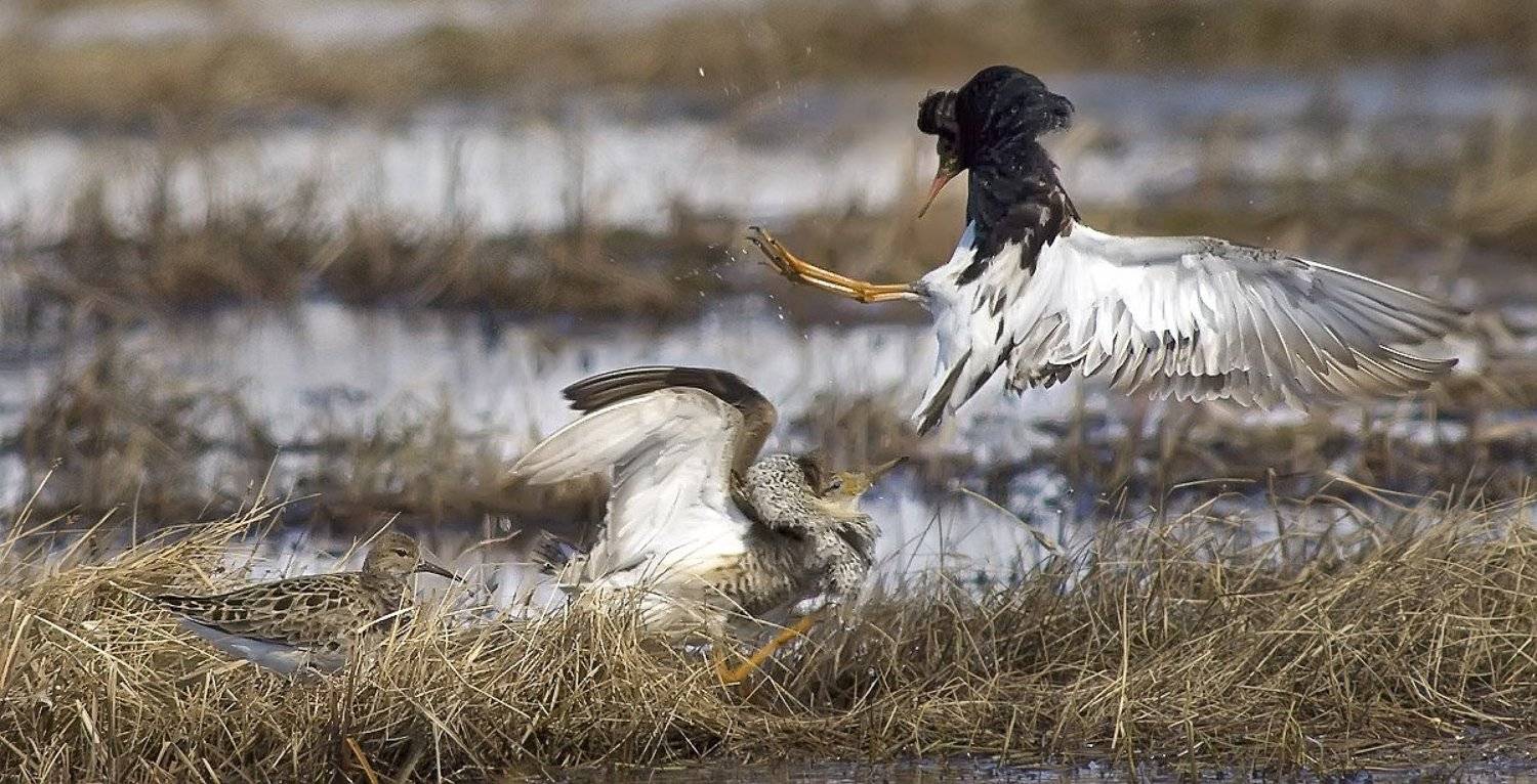 птицы, весна , туруханы, пернатые брачный период, животные, жизнь на краю земли, Danil Husainov