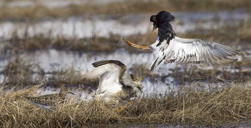Третий лишний..