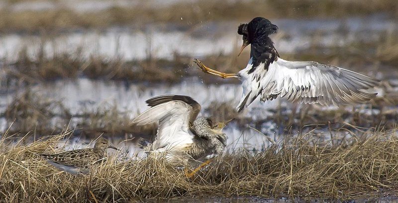 птицы, весна , туруханы, пернатые брачный период, животные, жизнь на краю земли Третий лишний.. фото превью