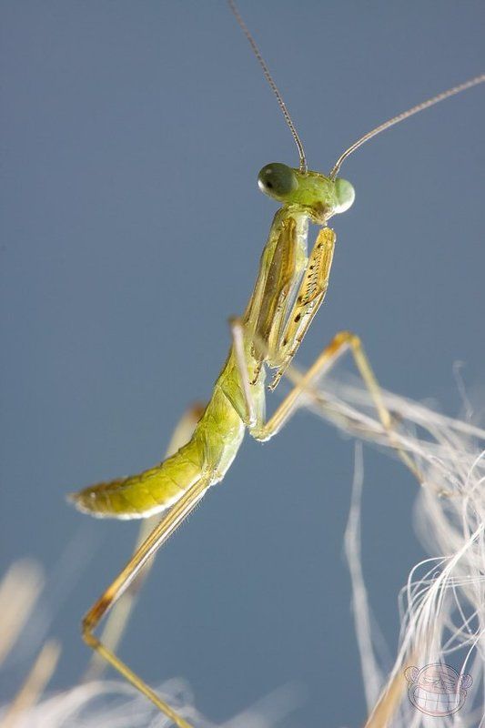 богомол, макро, личинка Разноглазый фото превью