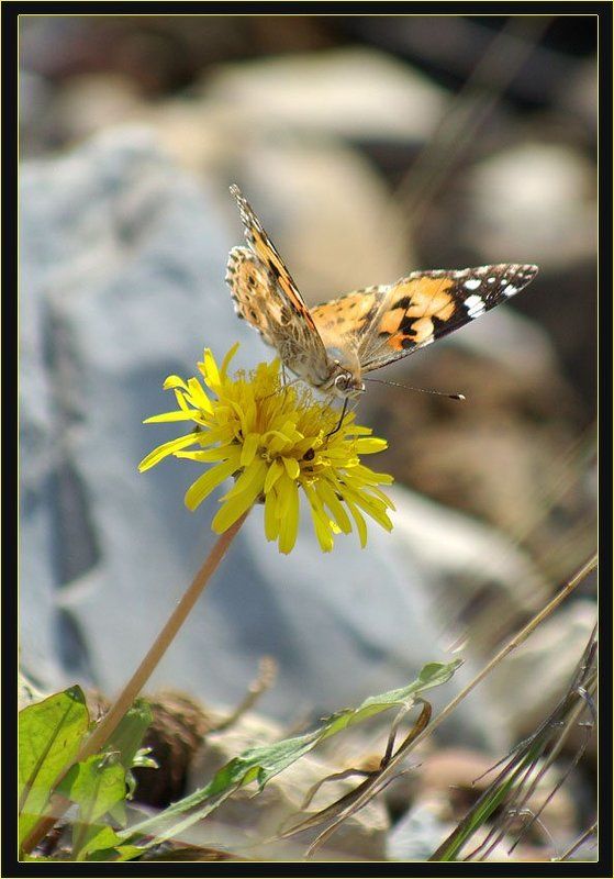 одуванчик, бабочка Летний этюд 2 фото превью