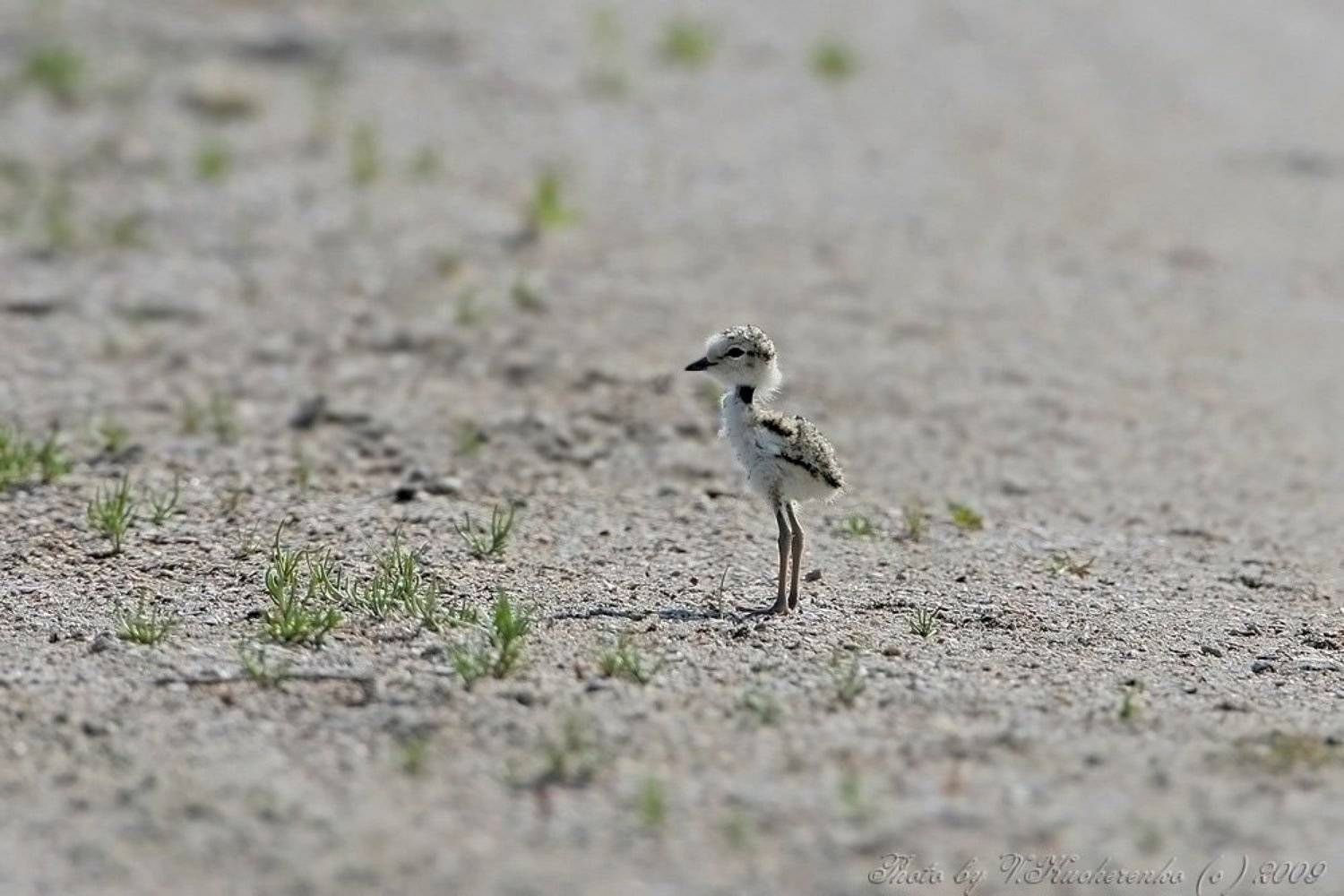 , Владимир Кучеренко