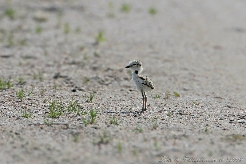 Дитя фото превью