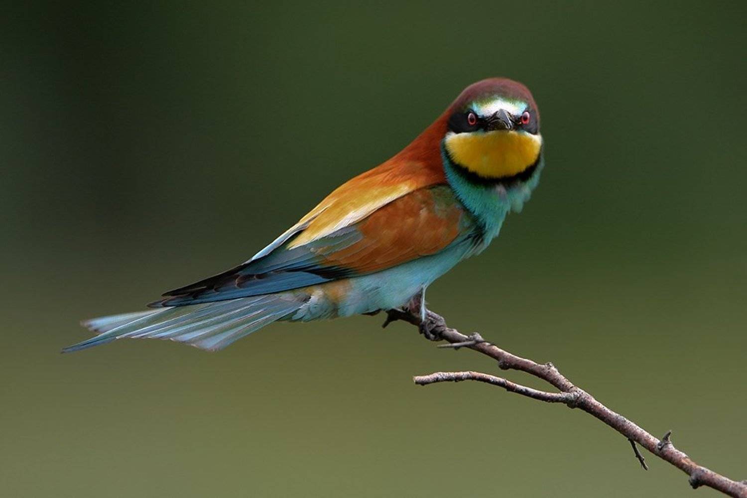 , Владимир Кучеренко