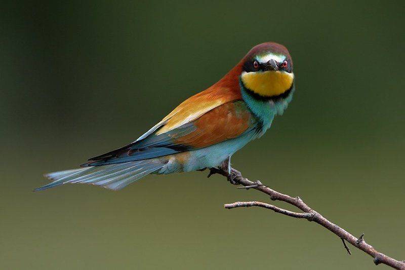 НЕдовольная фото превью