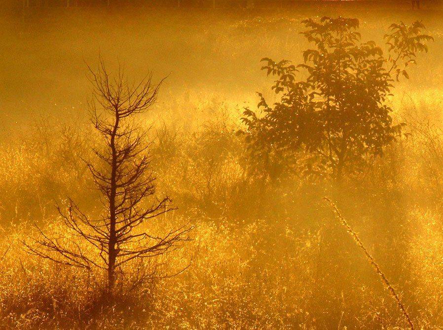 , ВИТАЛИКЪ ФОМЕНКО