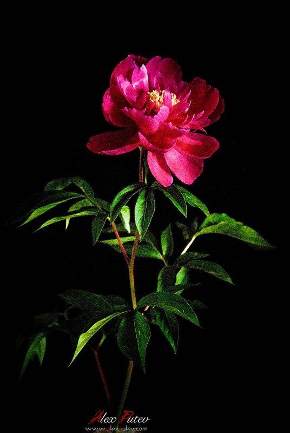 пион,цветок,лето, Александр Путев