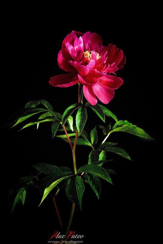 пион,цветок,лето Из Тени в Свет или про Ароматы Лета фото превью