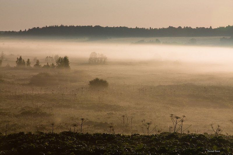 день очистки водоемов, туман Ёжик и Туман... фото превью