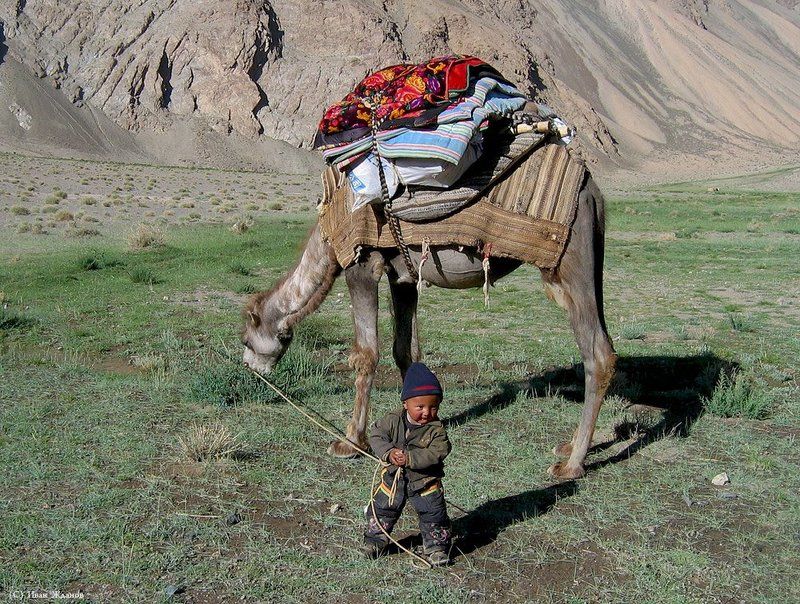 горы, китай, каракорум, ребенок, киргиз, верблюд Любимая игрушка фото превью