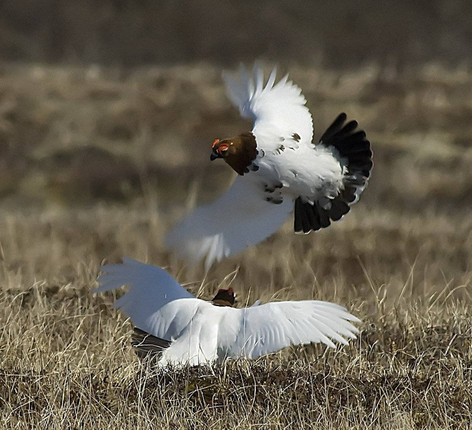 птицы,   весна ,  куропатки,  пернатые, брачный период.   животные,   жизнь на краю земли, Danil Husainov