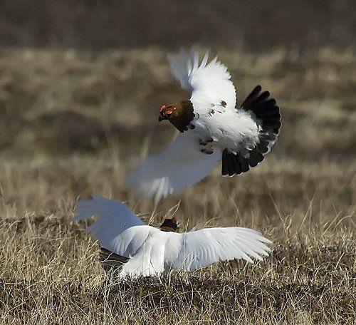 весенние драчки