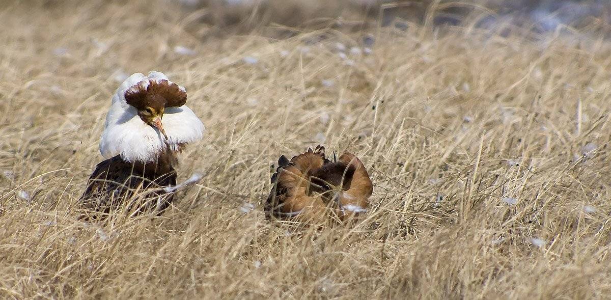 птицы,   весна,   туруханы,   пернатые, брачный период,   животные ,  жизнь на краю земли, Danil Husainov