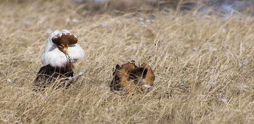 женихи в ожидании невест