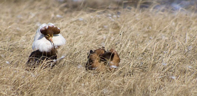 птицы,   весна,   туруханы,   пернатые, брачный период,   животные ,  жизнь на краю земли женихи в ожидании невест фото превью