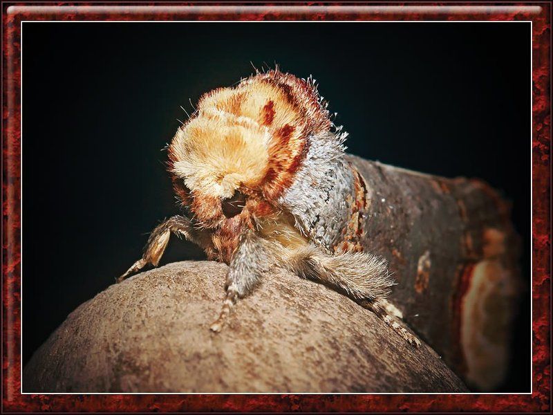 На Хеллоуин... фото превью