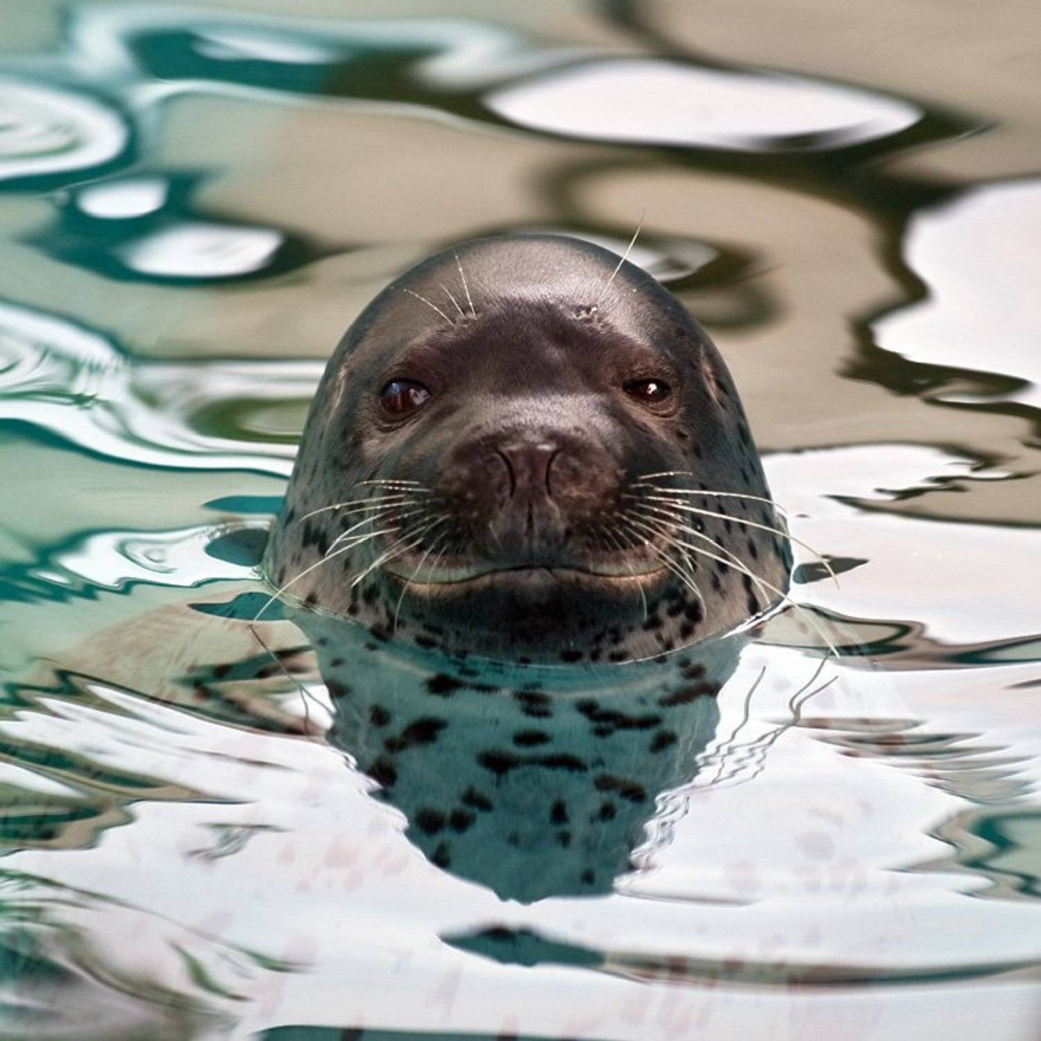 котик морской,животные, Александр Константинов