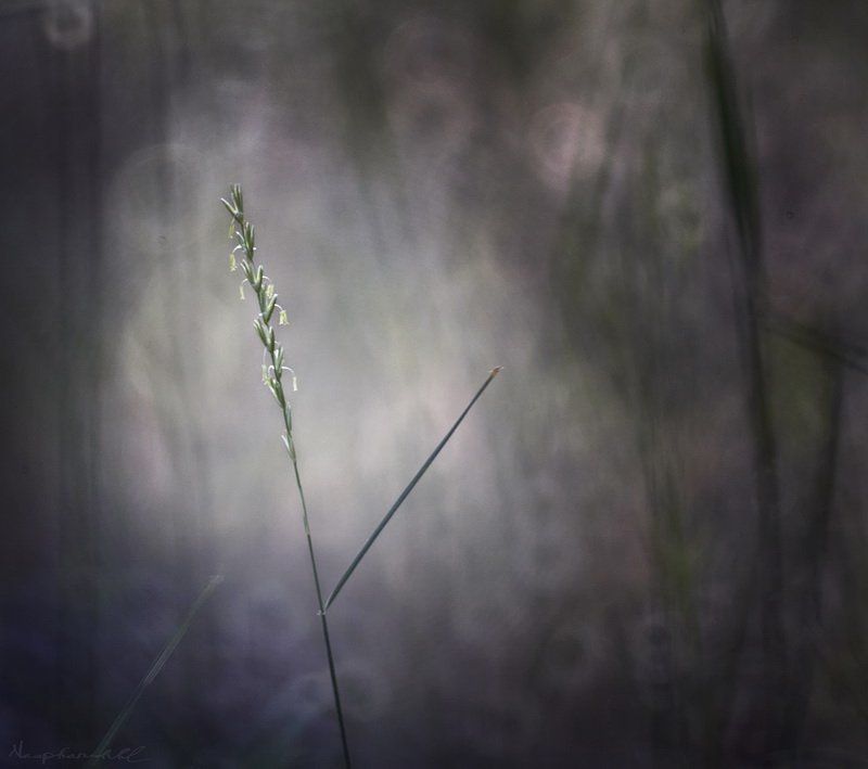 трава, парк, тишина, боке, круги, кружочки, лето Круги тишины. фото превью