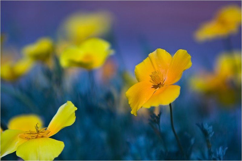 эшольция, башкирия Лето фото превью