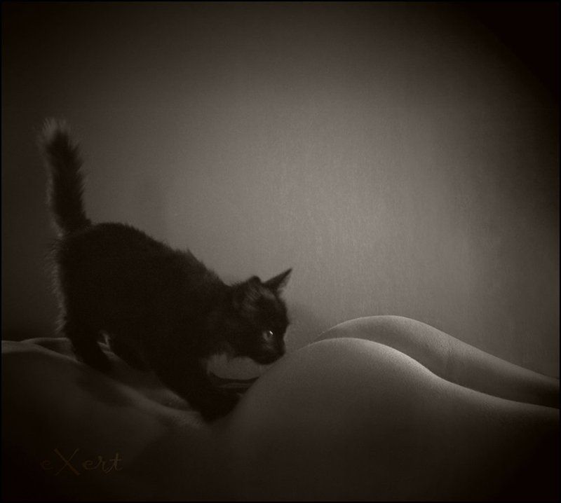 девушка, эротика, кот Мартовский фото превью