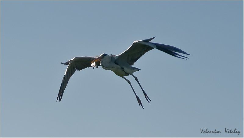 фото несу обед к себе в гнездо фото превью