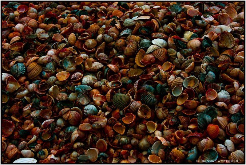 ракушки, азовское море, пляж Текстурка фото превью