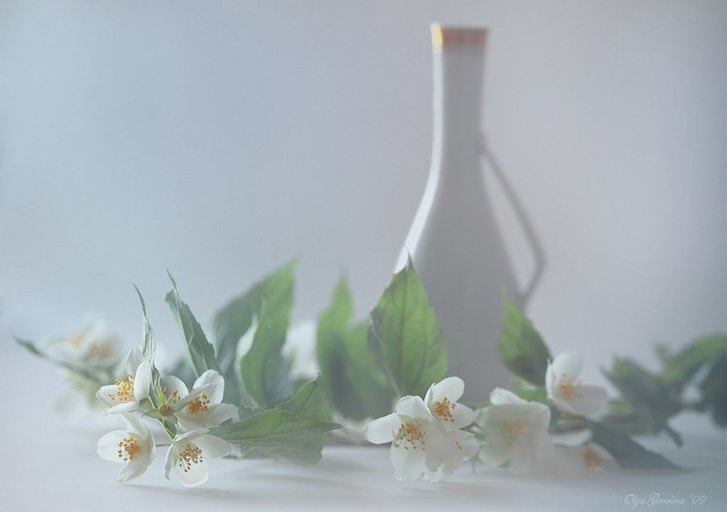 фото, жасмин, утро, нежность, натюрморт утро нежных слов... фото превью