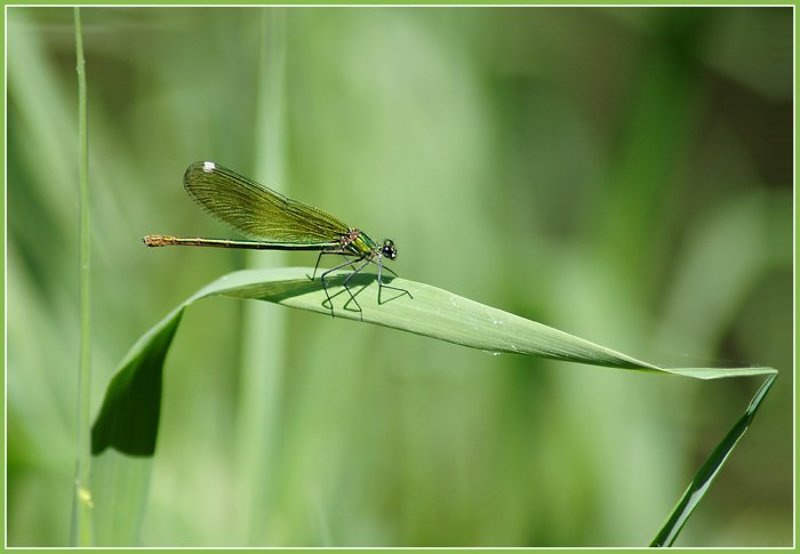 Коса и стрекоза фото превью