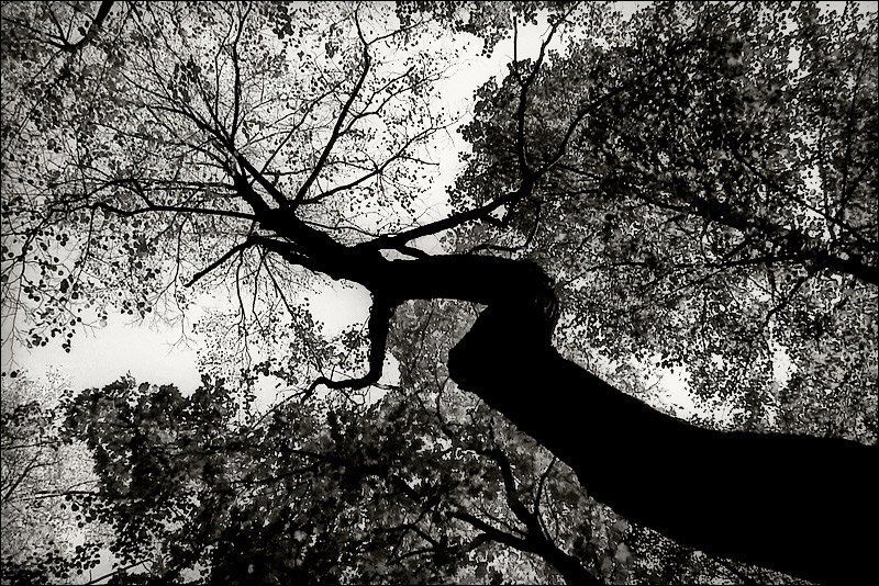 2005, октябрь, осень ******** фото превью