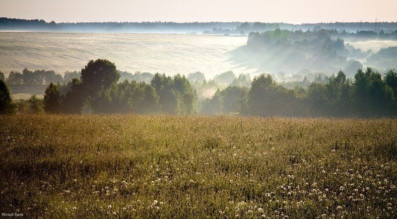 день очистки водоемов, туман, лес Светает...туман... фото превью