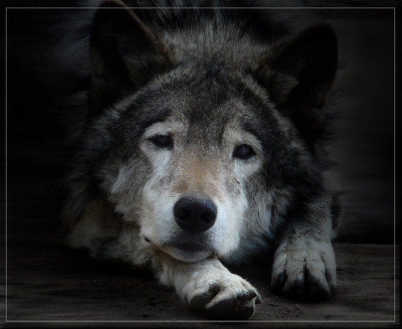 это ВОЛК фото превью