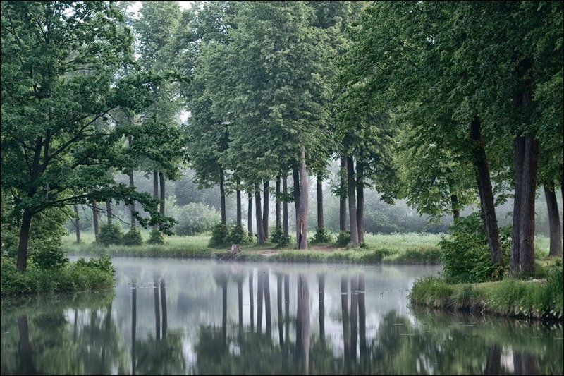 Зеленая утренняя картинка с видом на северный берег середниковского пруда с его восточного берега фото превью