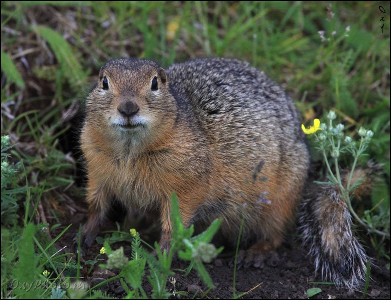 altai, citellus undulatus, russia, алтай, россия, суслик длиннохвостый,, Оксана Борц