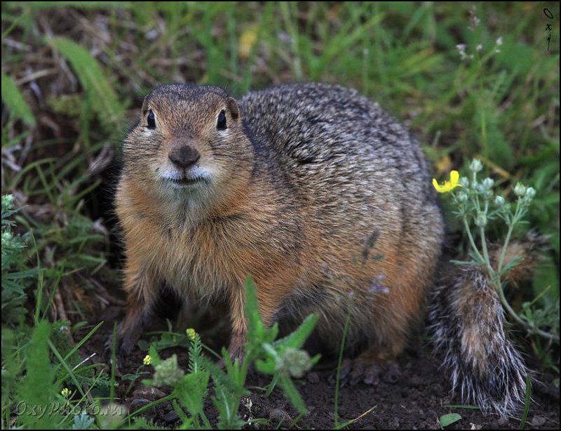 altai, citellus undulatus, russia, алтай, россия, суслик длиннохвостый, Ой, кто здесь?.. фото превью