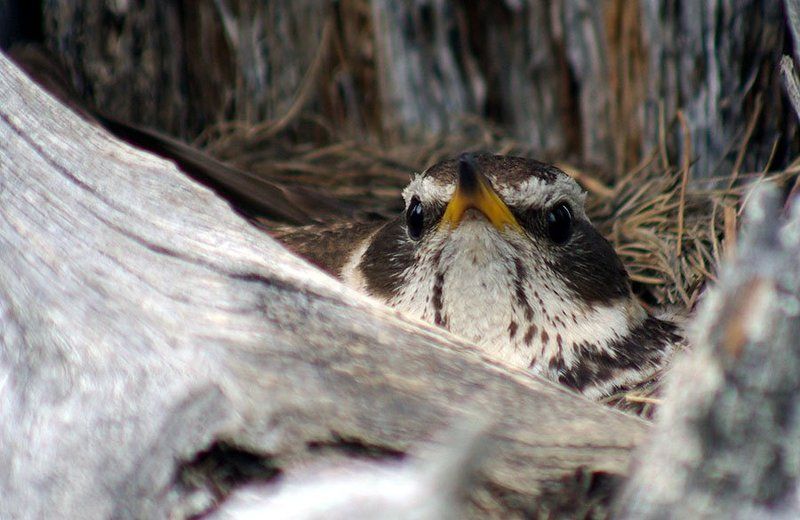 дрозд, гнездо На гнезде фото превью