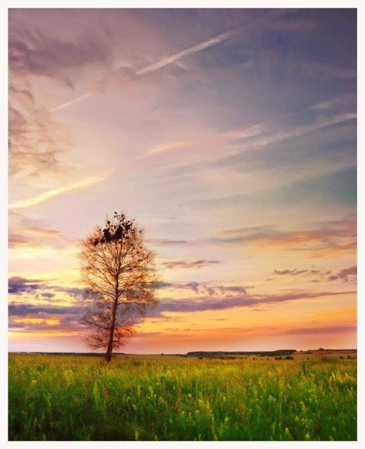 небо, берёза, Svetlana Bekhtina