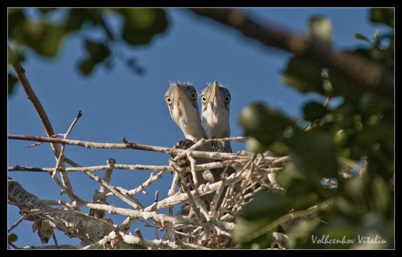 фото кто там фото превью