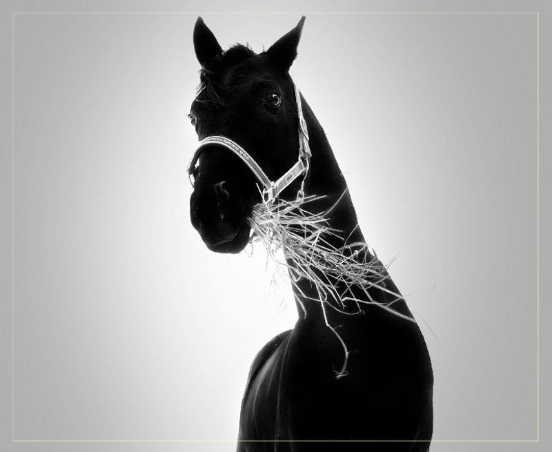 а это конь фото превью