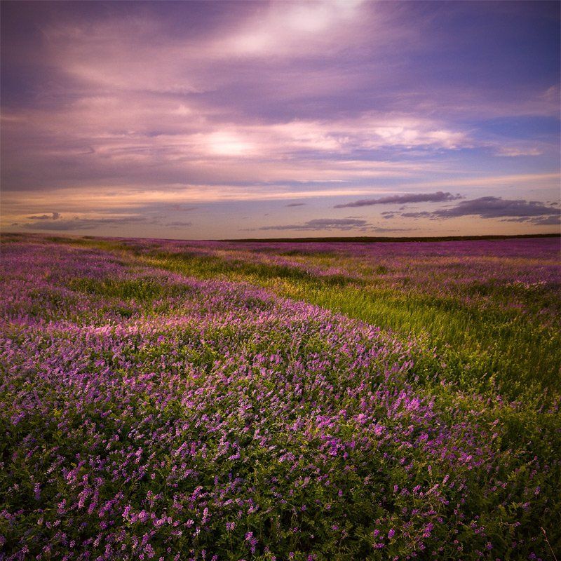 Разнотравье. фото превью