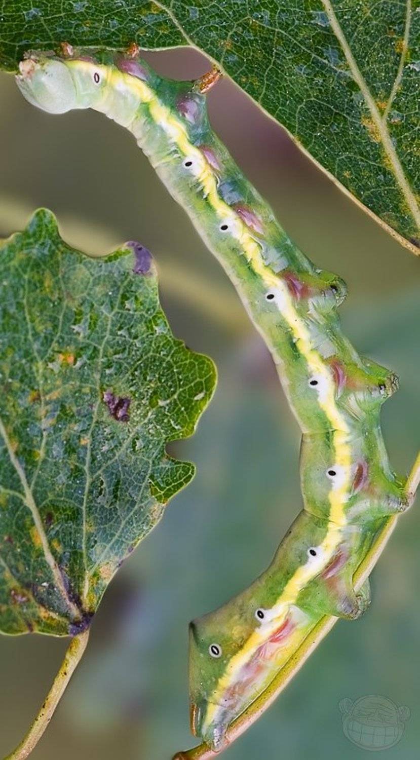 гусеница, макро, Amazon-san