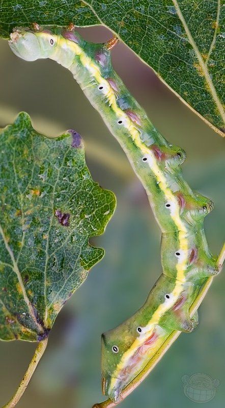 гусеница, макро И пусть весь мир подождёт! фото превью