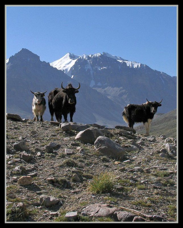 горы, памир, яки, вершины, Встреча на тропе фото превью