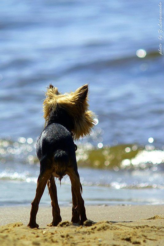 барбос, собака, морской, волк, лукьяненко, o4spok Морской волк фото превью