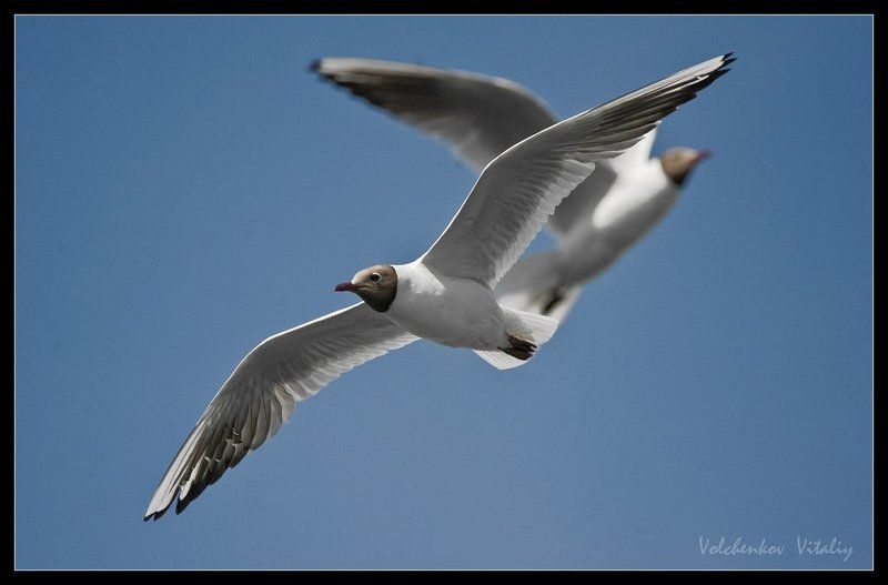 фото *** фото превью