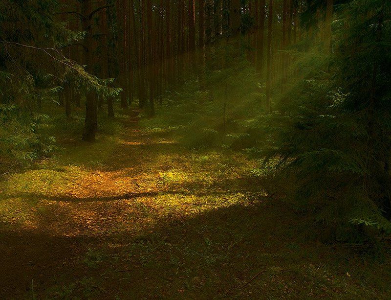 Тропинка в сказку фото превью